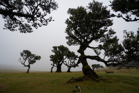 Fanal forest Madère