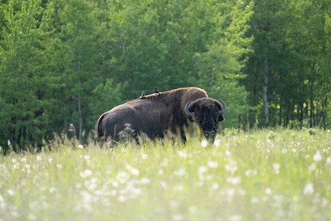 Elk Island Edmonton Canada