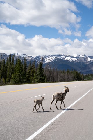 Mouflons d'Amérique Jasper National Park Canada