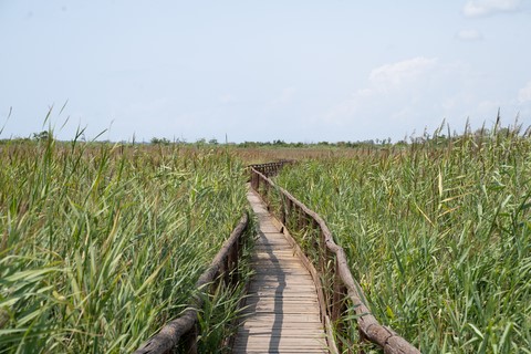 Oasi Di Massaciuccoli Lucques
