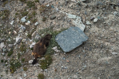 Marmotte 360 loop Gornergrat Zermatt Suisse