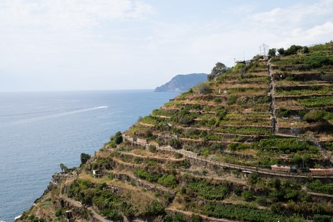 Vignes Cinque terre