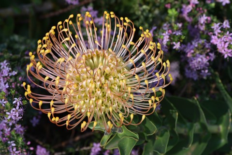 Leucospermum Kirstenbosch Gardens Cape Town