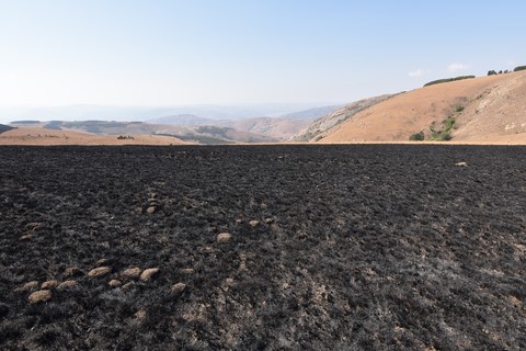 Brûlis Malolotja Nature Reserve Swaziland