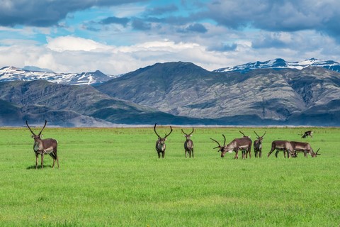 Troupeau de Rennes Heinabergslón Islande Iceland