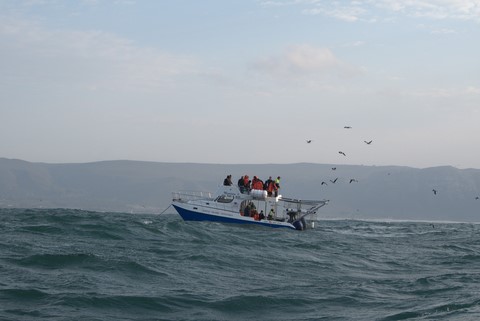Shark cage diving Gansbaai Kleinbaai
