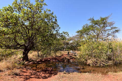 Shallows trail Mlilwane Wildlife Sanctuary Swaziland