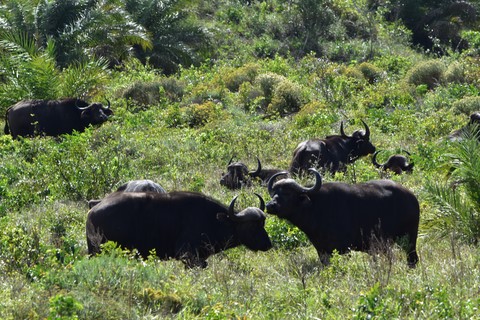 Buffles Isimangaliso Wetland Park Saint Lucia