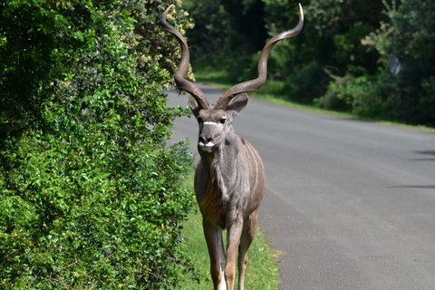 Self Drive Isimangaliso wetland Park Saint Lucia