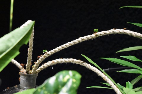 Fourmi micropia Amsterdam