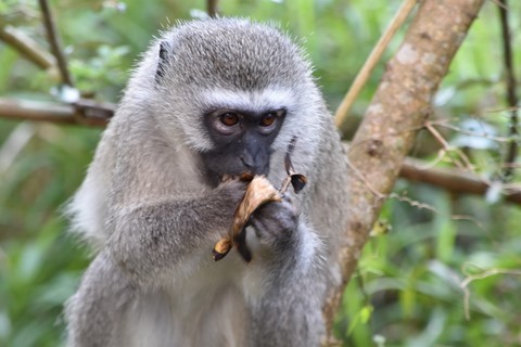 Vervet bleu singe Estuary boardwalk Saint Lucia