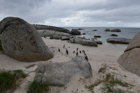 Boulders National Park Péninsule du cap
