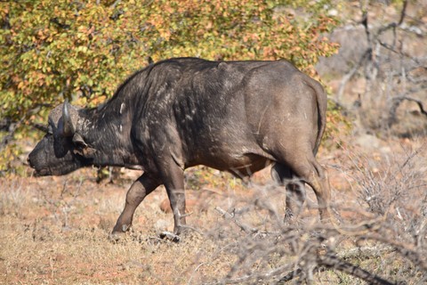 Buffle Letaba Rest Camp Parc Kruger