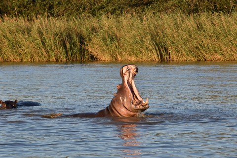 Hippo cruise Saint Lucia