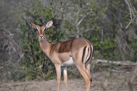 Impala Hluhluwe iMfolozi Park