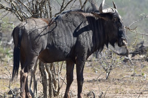 Gnou Hluhluwe iMfolozi Park