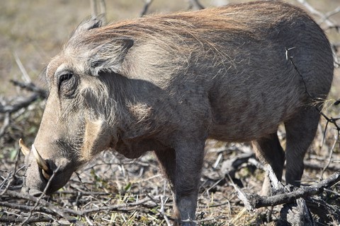 Phacochère Hluhluwe iMfolozi Park