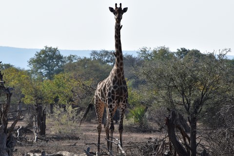 Morning walk Letaba Rest Camp