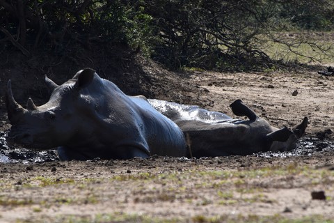 Self drive Rhinoceros Hluhluwe iMfolozi Park