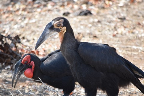 Bucorves du Sud Parc Kruger