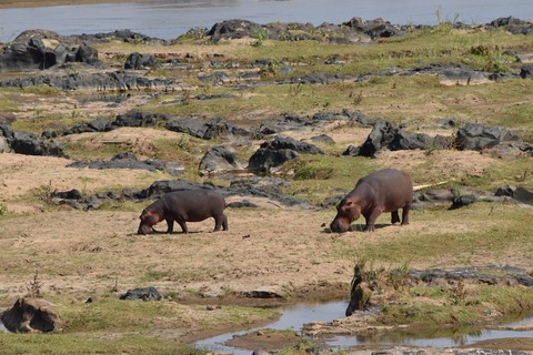Hippopotames Parc Kruger