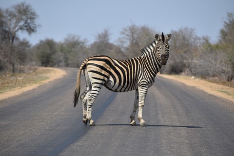 Self drive Park Kruger