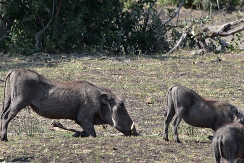 Phacochères Parc Kruger