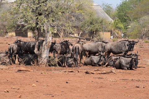 Gnous Parc Kruger