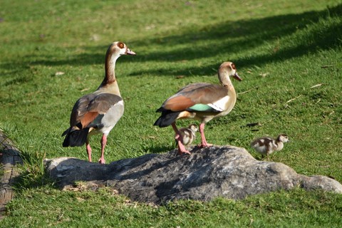 Canards Kirstenbosch Gardens Cape Town