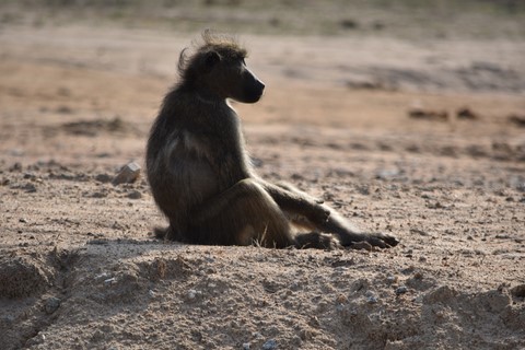 Babouin Parc Kruger