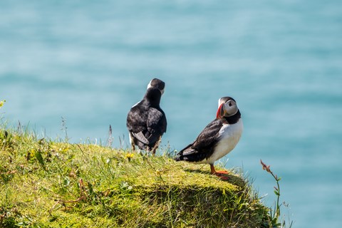 Macareux Péninsule de Dirholaey Islande Iceland
