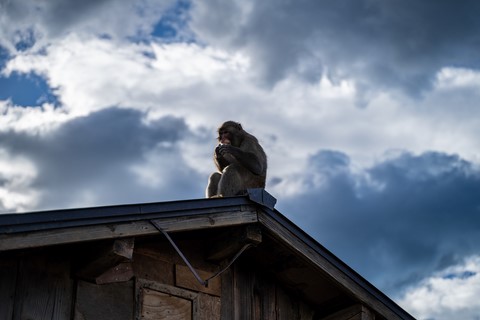 Monkey forest Kyoto Japon