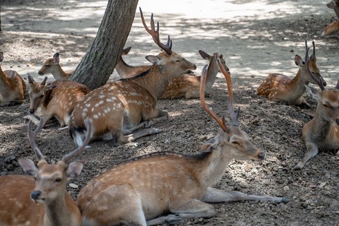 Daims 1 Nara Japon