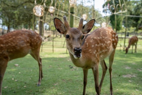 Nara-Kōen Japon