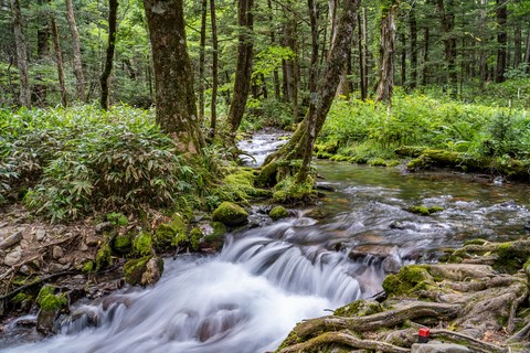 Forêt de Kamikōchi Japon