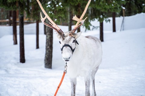 Laponie Finlandaise Rovaniemi Renne Sieriporo Safaris 2