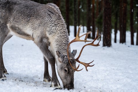 Laponie Finlandaise Rovaniemi Renne Sieriporo Safaris