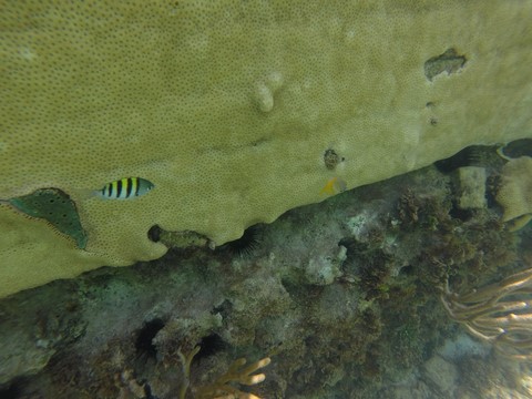 Snorkelling  Dry Tortugas Floride Etats-Unis