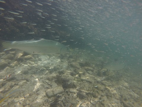 Snorkelling  Dry Tortugas Floride Etats-Unis