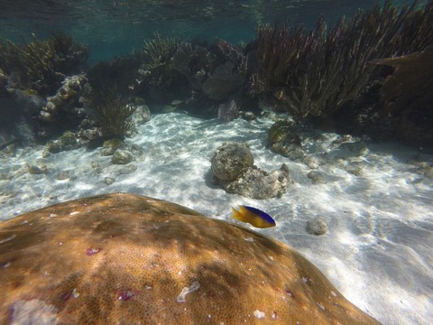 Snorkelling Key Largo Floride Etats-Unis