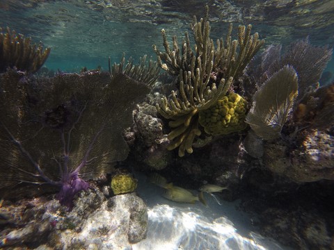 Key Largo Floride Etats-Unis