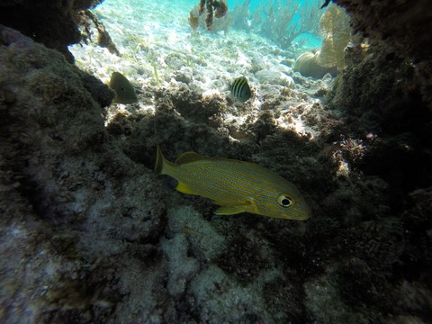 Snorkelling Key Largo Floride Etats-Unis