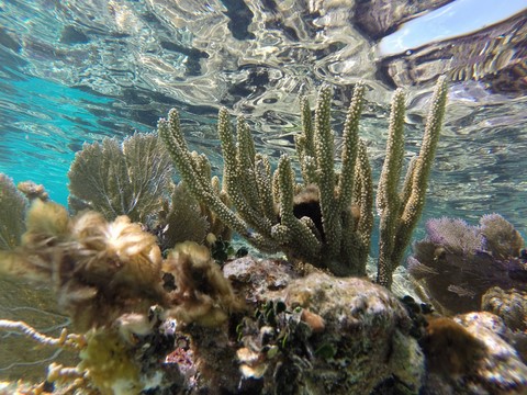 Snorkelling Key Largo Floride Etats-Unis