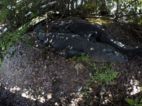 Anhinga trail Les everglades Floride Etats-Unis