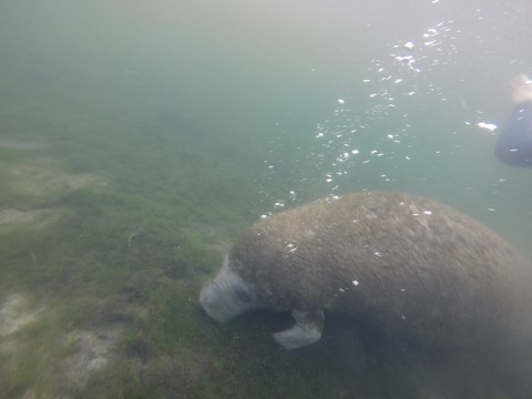 Lamantin à Crystal River