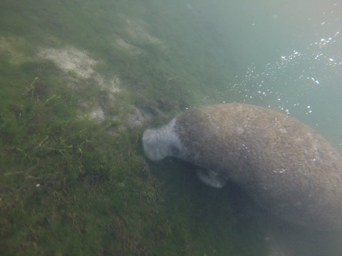Lamantins Crystal River Floride Etats-Unis
