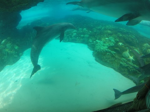 Sea World Orlando Floride Etats-Unis