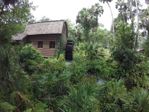Juniper spring Ocala Forest Floride Etats-Unis