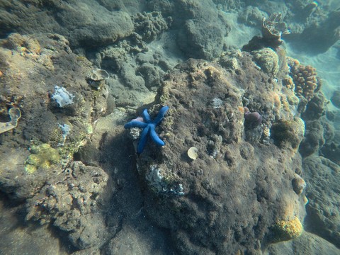 Snorkelling Amed Bali Indonésie