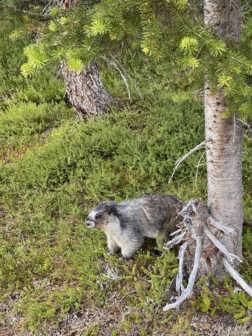Marmotte Sentier des plaines Edith Cavell Jasper National Park Canada